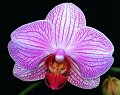 Phal. Current Event